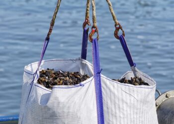 Θερμαϊκός Κόλπος: Σχέδιο για 49 νέες μονάδες οστρακοκαλλιέργειας – Η «μάχη» με την κλιματική κρίση